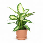 Dieffenbachia Camilla (45cm, Ø17cm), Stylingbeispiel im Übertopf (Übertopf nicht enthalten)