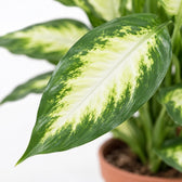 Dieffenbachia Camilla, Nahaufnahme Blatt