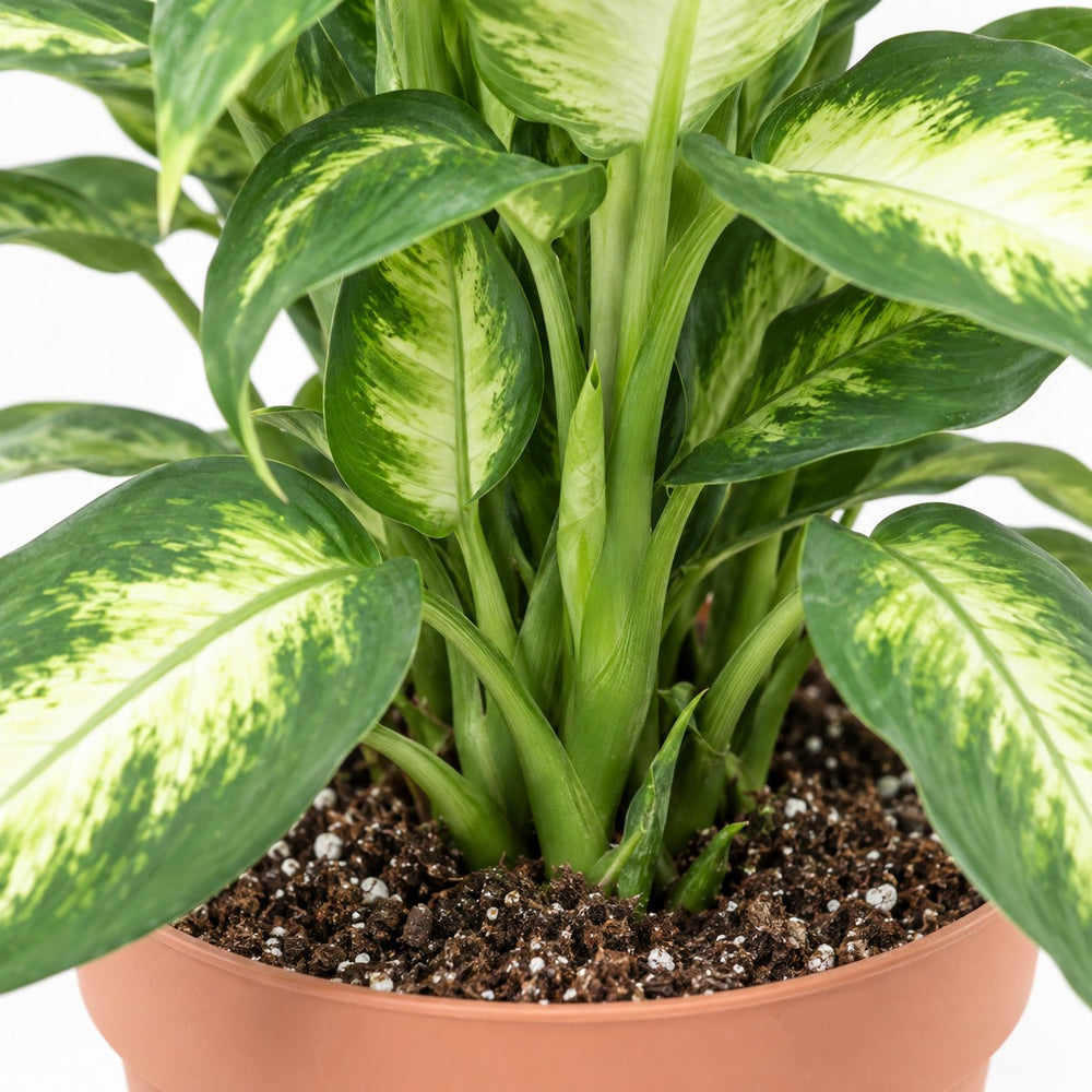 Dieffenbachia Camilla, Nahaufnahme Wuchs und Triebansatz