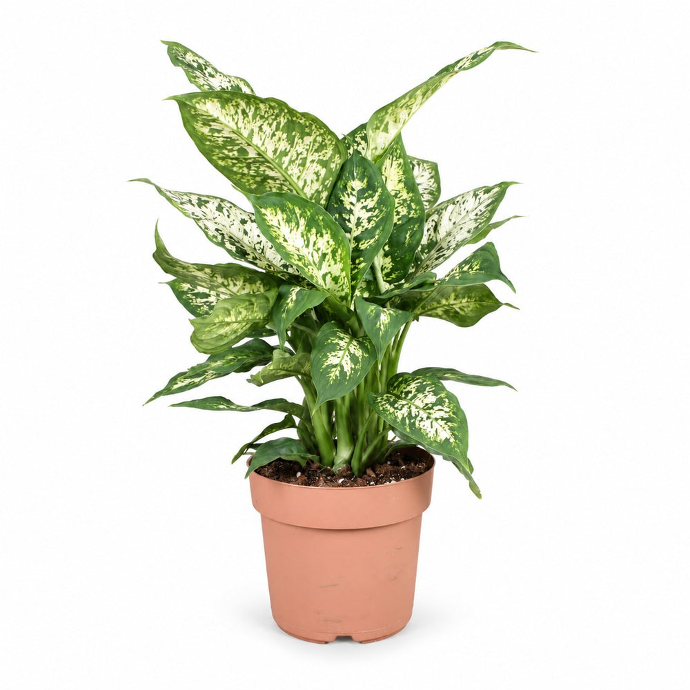 Dieffenbachia Compacta (45cm, Ø17cm) im Kulturtopf