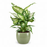 Dieffenbachia Compacta (45cm, Ø17cm), Stylingbeispiel im Übertopf (Übertopf nicht enthalten)