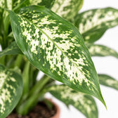 Dieffenbachia Compacta, Nahaufnahme Blatt