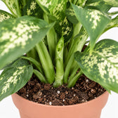 Dieffenbachia Compacta, Nahaufnahme Wuchs und Triebansatz