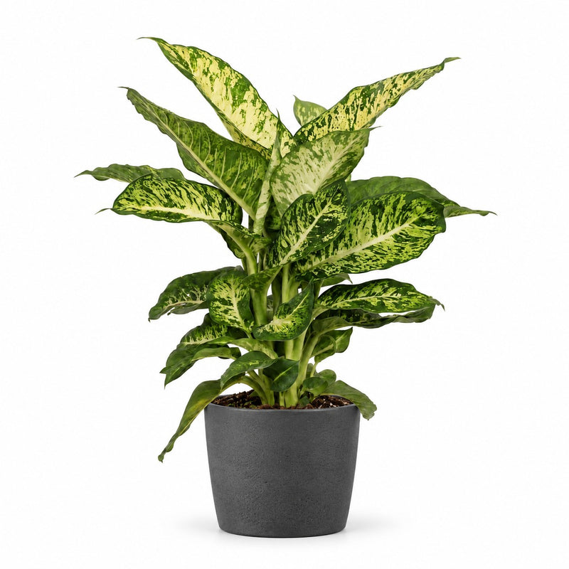 Dieffenbachia Mars Detail