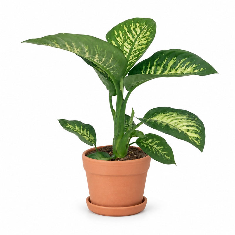 Dieffenbachia Seguine Tropic Snow Detail