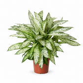 Dieffenbachia Vesuvius (80cm, Ø27cm) im Kulturtopf