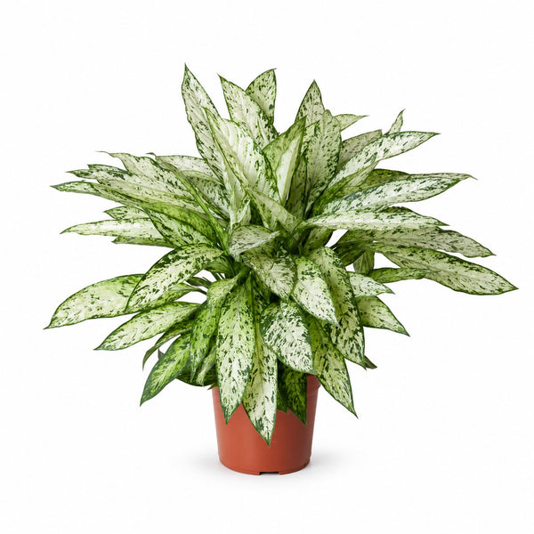 Dieffenbachia Vesuvius (80cm, Ø27cm) im Kulturtopf