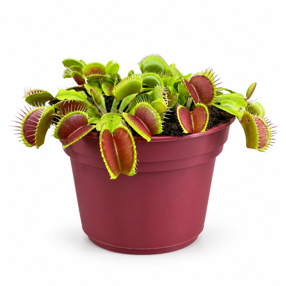 Dionaea Muscipula (12cm, Ø12cm) im Kulturtopf