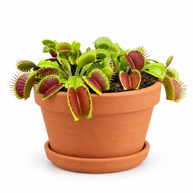 Dionaea Muscipula Detail