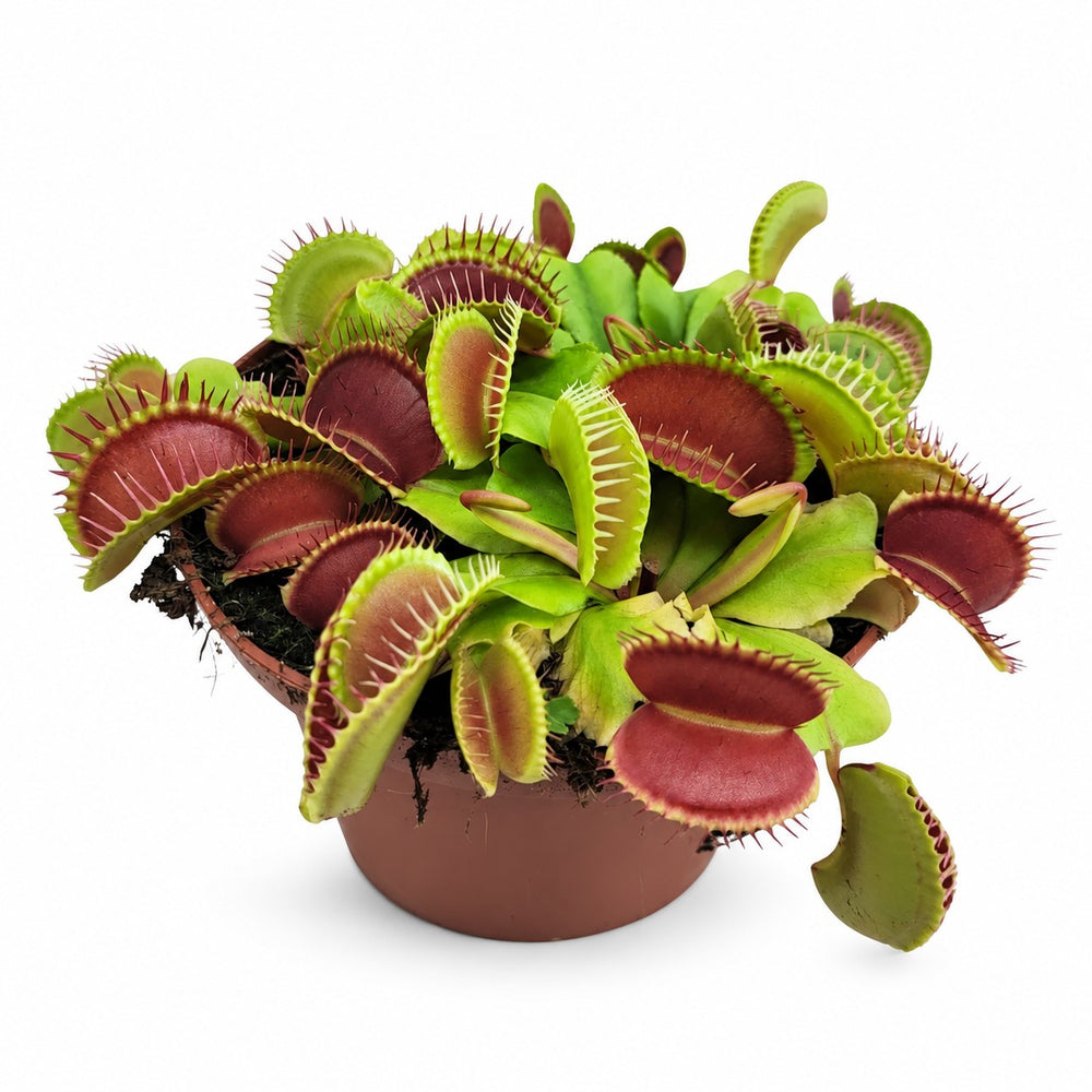 Dionaea Muscipula Venusfliegenfalle - 12cm im Kulturtopf