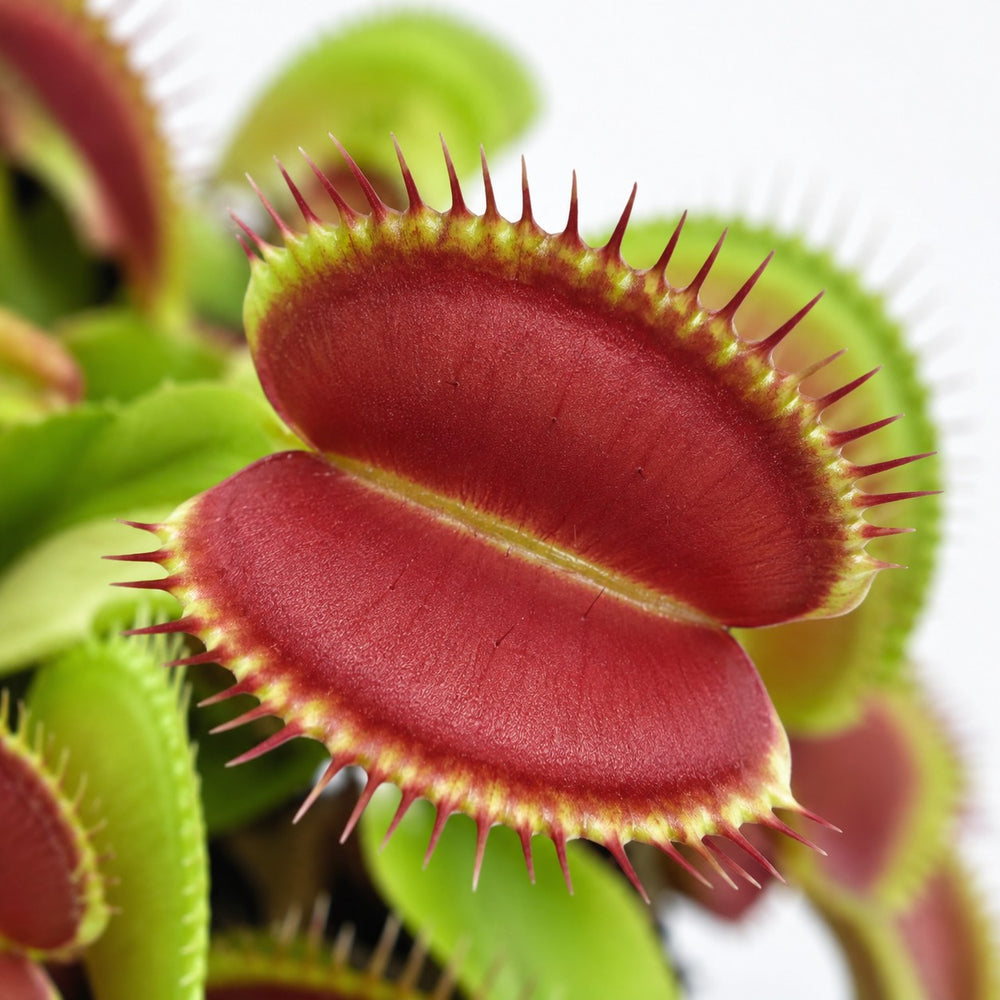 Dionaea Muscipula Venusfliegenfalle, Nahaufnahme Blatt