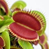 Dionaea Muscipula Venusfliegenfalle, Nahaufnahme Blatt