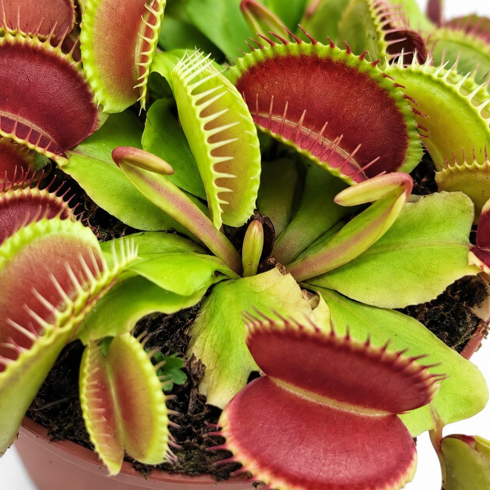 Dionaea Muscipula Venusfliegenfalle, Nahaufnahme Wuchs und Triebansatz