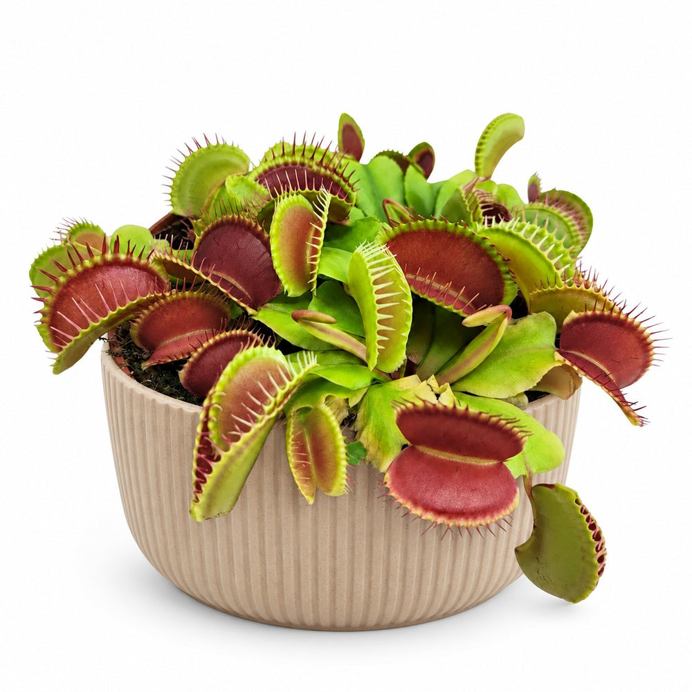 Dionaea Muscipula Venusfliegenfalle - 12cm, Stylingbeispiel im Übertopf (Übertopf nicht enthalten)