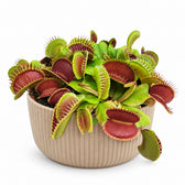 Dionaea Muscipula Venusfliegenfalle - 12cm, Stylingbeispiel im Übertopf (Übertopf nicht enthalten)