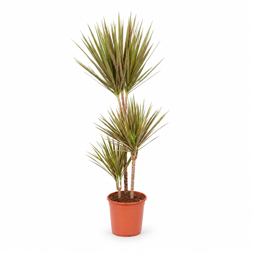 Dracaena Bicolor (115cm, Ø24cm) im Kulturtopf
