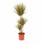 Dracaena Bicolor (115cm, Ø24cm) im Kulturtopf