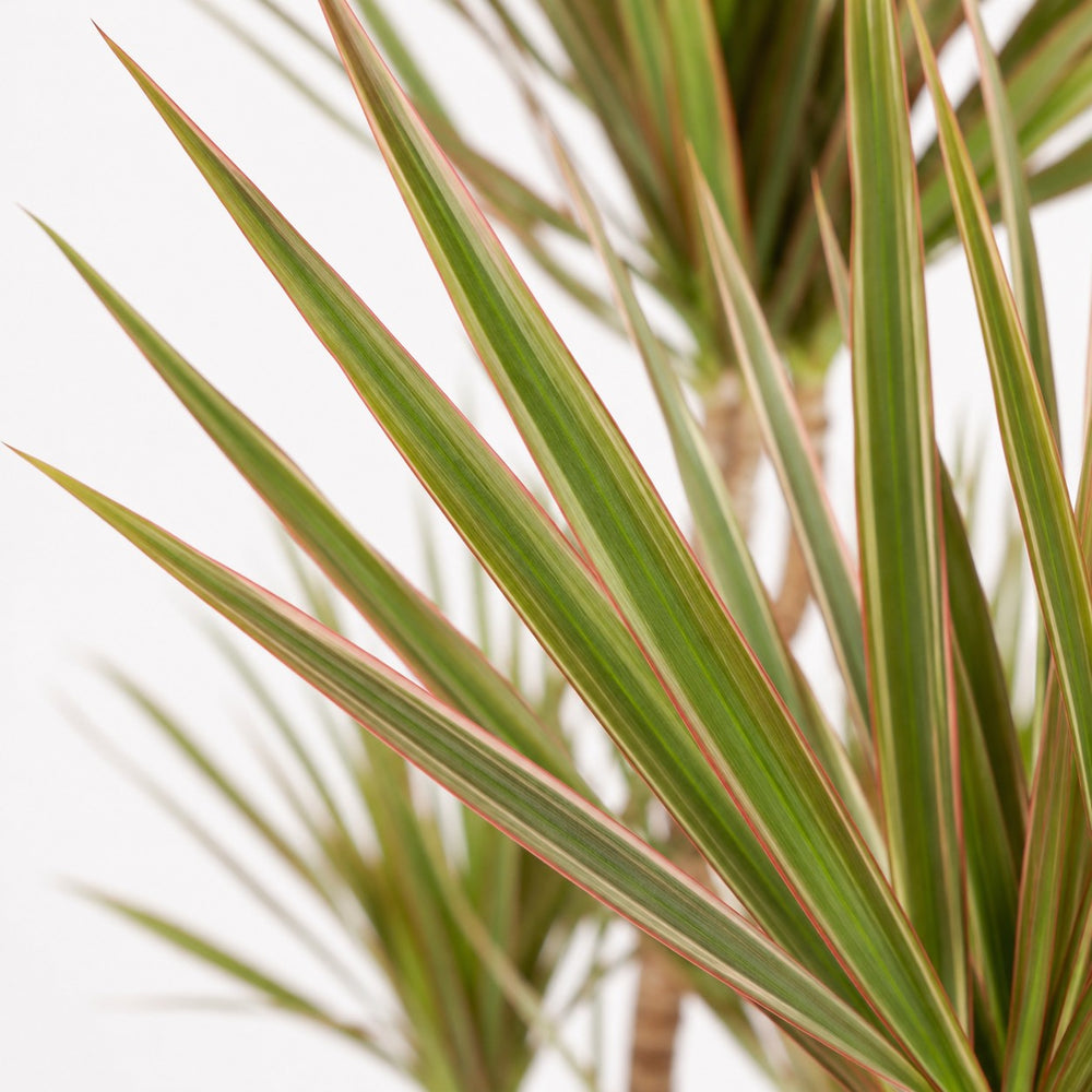 Dracaena Bicolor (115cm, Ø24cm), Nahaufnahme Blatt