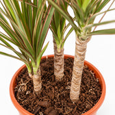 Dracaena Bicolor (115cm, Ø24cm), Nahaufnahme Wuchs und Triebansatz