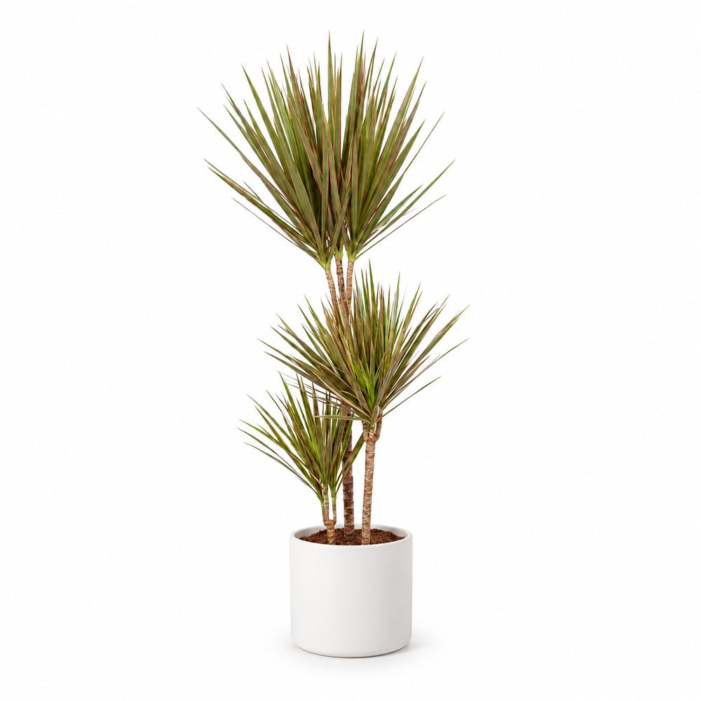 Dracaena Bicolor (115cm, Ø24cm), Stylingbeispiel im Übertopf (Übertopf nicht enthalten)