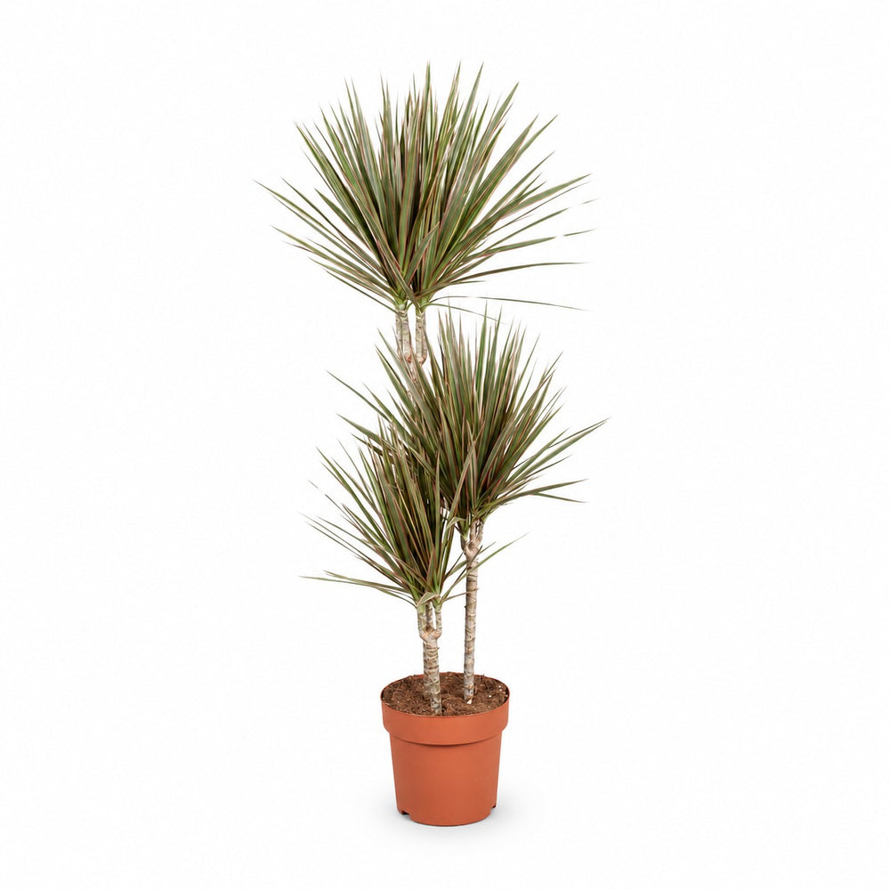 Dracaena Bicolor (120cm, Ø21cm) im Kulturtopf