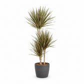 Dracaena Bicolor (120cm, Ø21cm), Stylingbeispiel im Übertopf (Übertopf nicht enthalten)