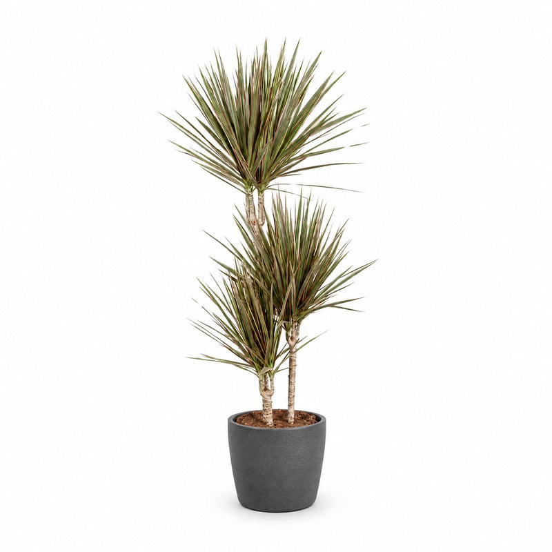 Dracaena Bicolor Detail