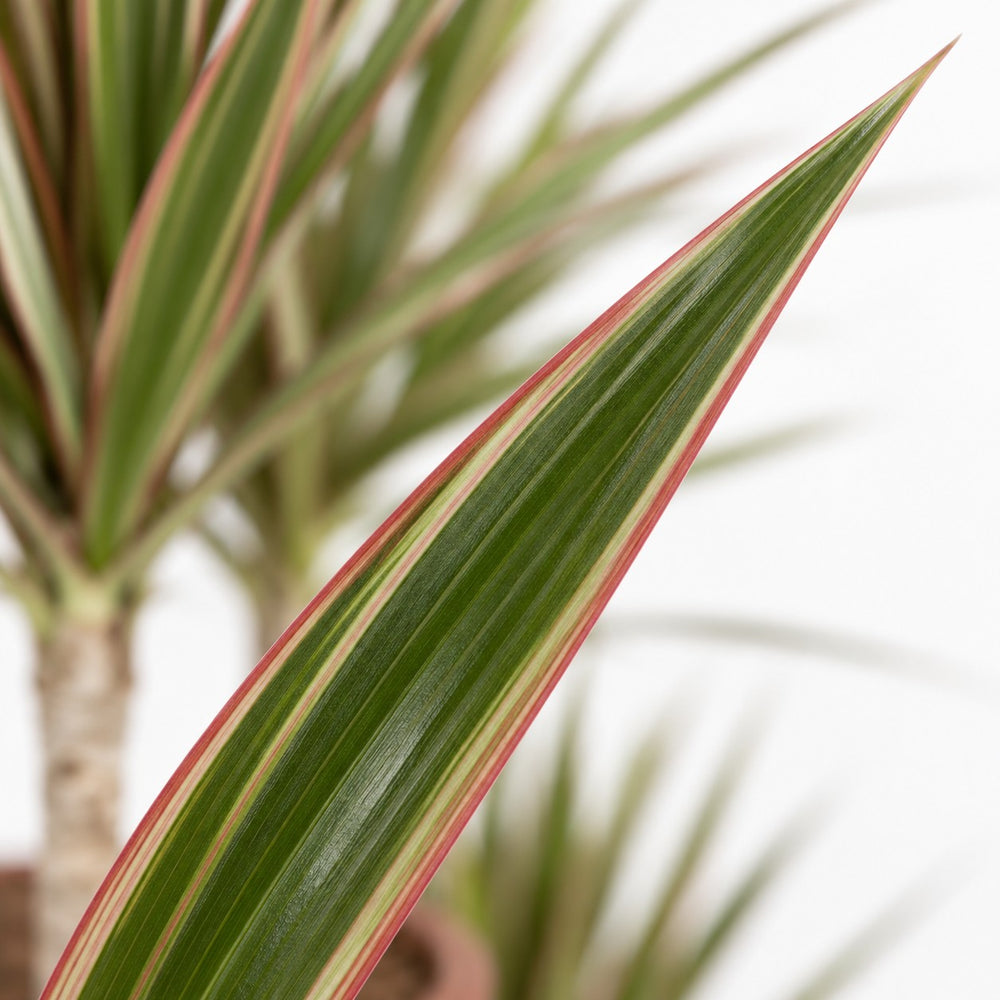 Dracaena Bicolor, Nahaufnahme Blatt