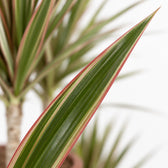 Dracaena Bicolor, Nahaufnahme Blatt