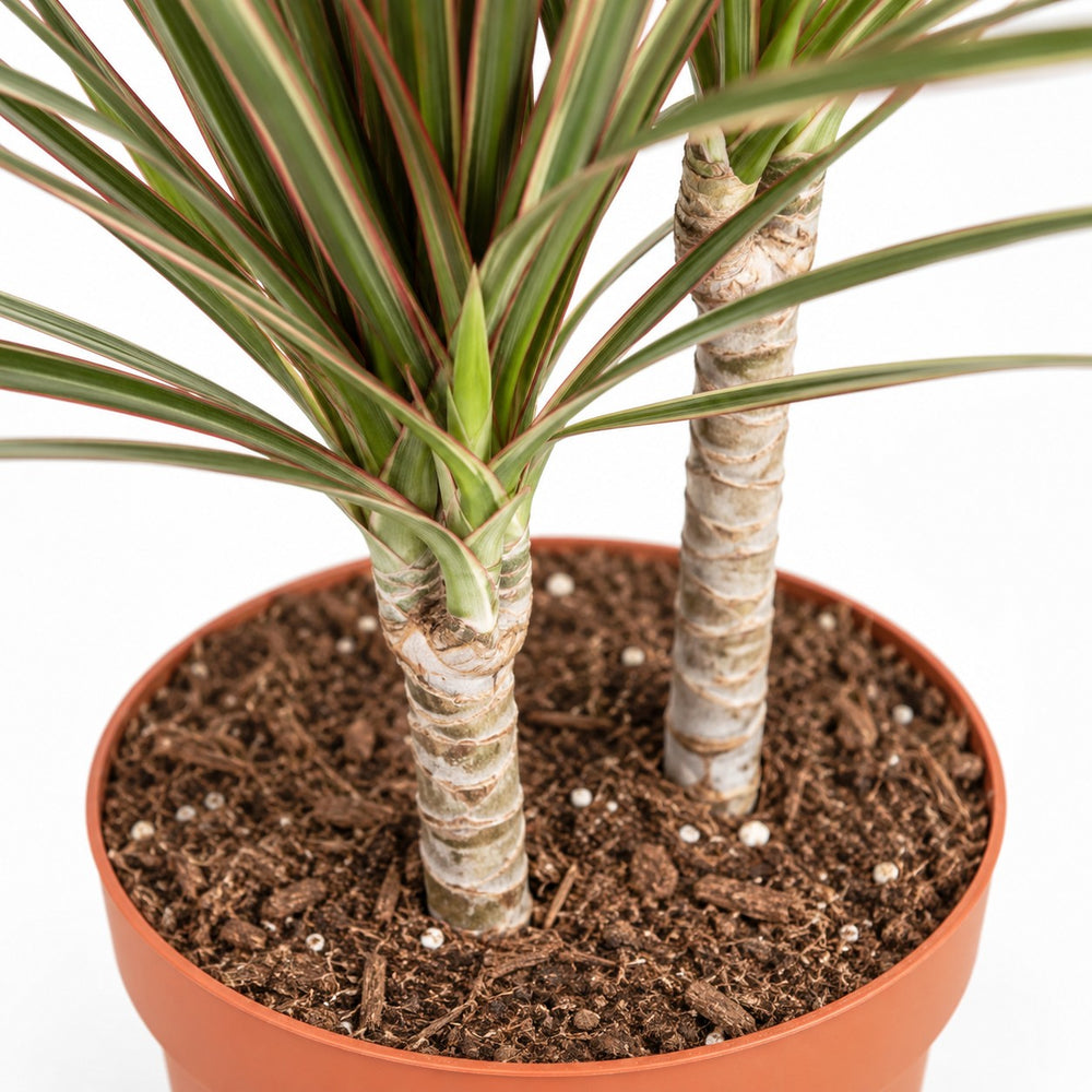 Dracaena Bicolor, Nahaufnahme Wuchs und Triebansatz