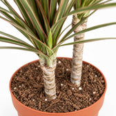 Dracaena Bicolor, Nahaufnahme Wuchs und Triebansatz