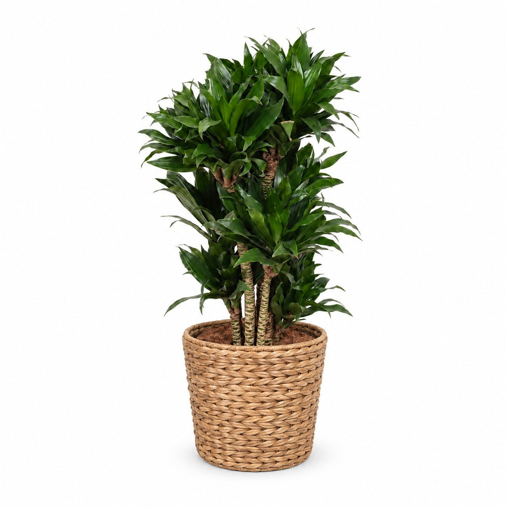 Dracaena Compacta (80cm, Ø24cm), Stylingbeispiel im Übertopf (Übertopf nicht enthalten)