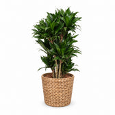 Dracaena Compacta (80cm, Ø24cm), Stylingbeispiel im Übertopf (Übertopf nicht enthalten)