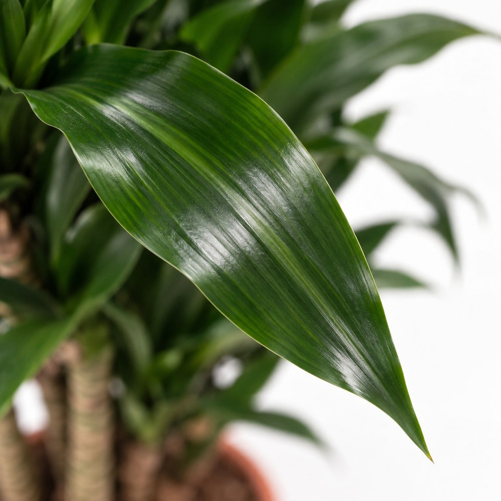Dracaena Compacta, Nahaufnahme Blatt