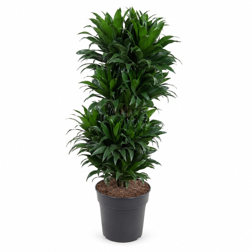 Dracaena Compacta verzweigt - 100cm im Kulturtopf