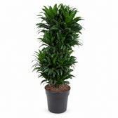 Dracaena Compacta verzweigt - 100cm im Kulturtopf