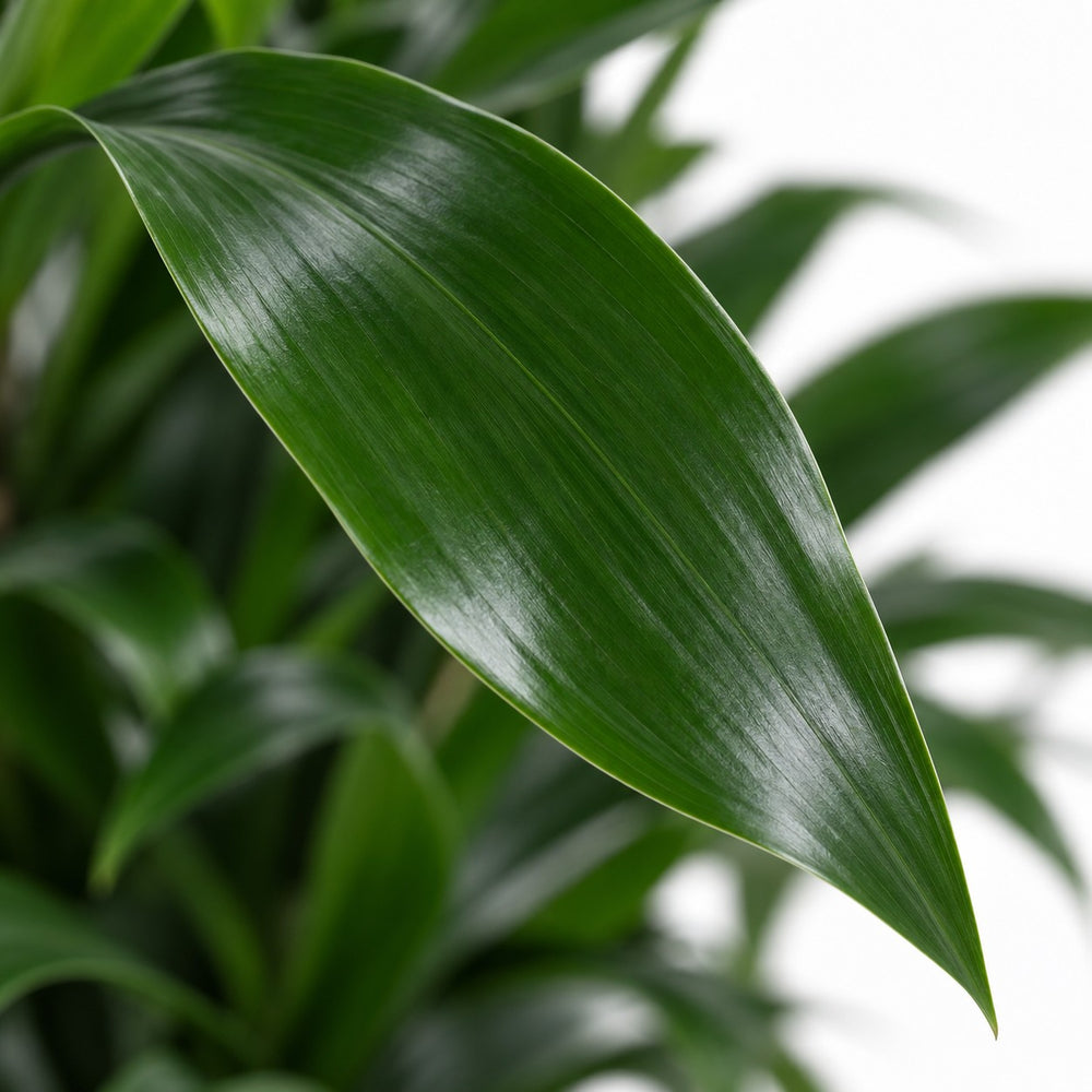 Dracaena Compacta verzweigt, Nahaufnahme Blatt