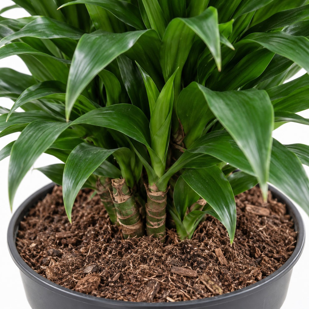 Dracaena Compacta verzweigt, Nahaufnahme Wuchs und Triebansatz