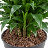 Dracaena Compacta verzweigt, Nahaufnahme Wuchs und Triebansatz