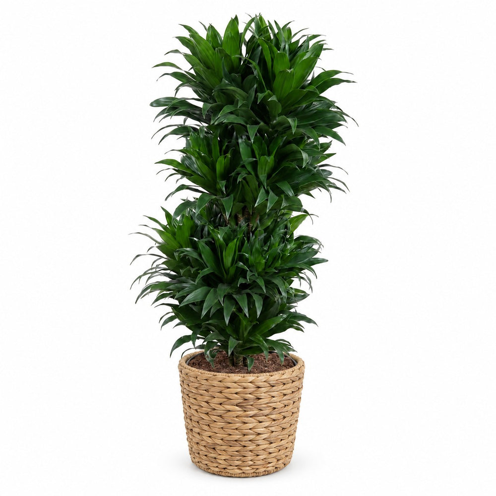 Dracaena Compacta verzweigt - 100cm, Stylingbeispiel im Übertopf (Übertopf nicht enthalten)