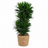Dracaena Compacta verzweigt - 100cm, Stylingbeispiel im Übertopf (Übertopf nicht enthalten)