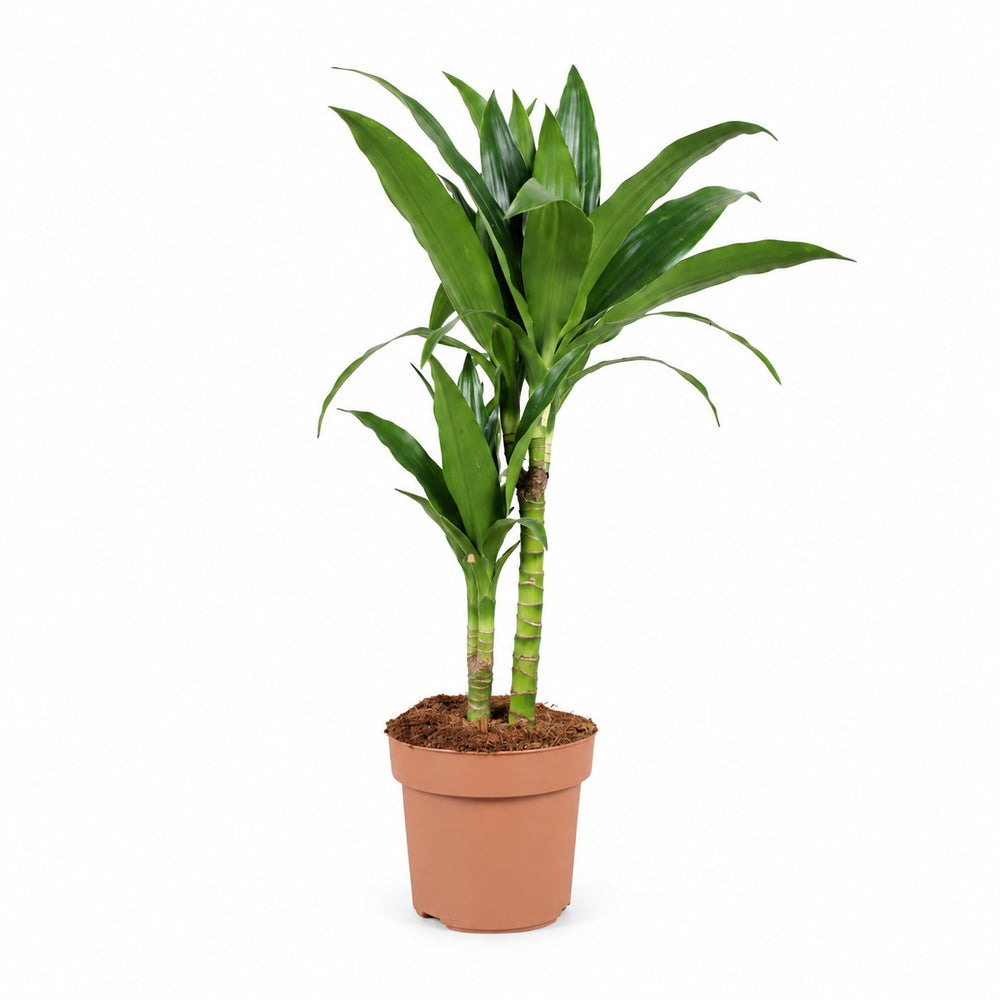 Dracaena Janet Craig - 60cm im Kulturtopf
