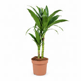 Dracaena Janet Craig - 60cm im Kulturtopf