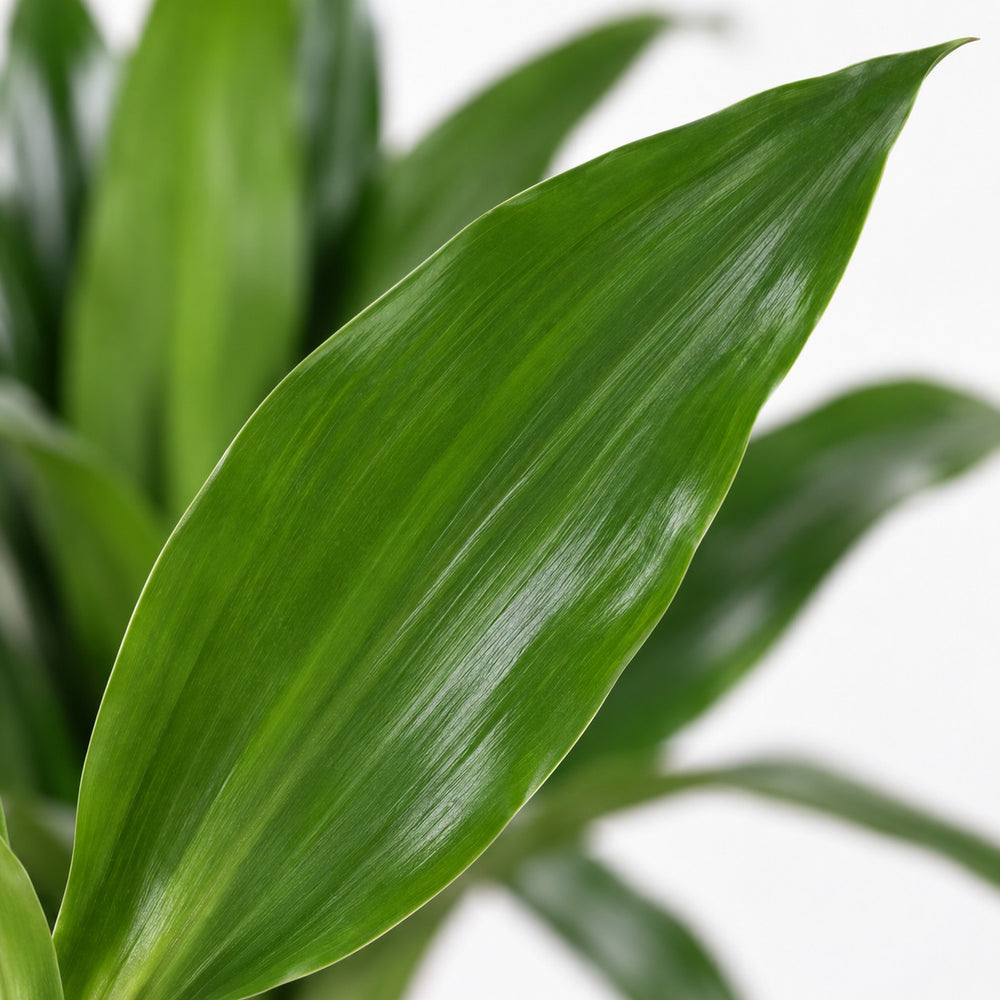 Dracaena Janet Craig, Nahaufnahme Blatt