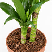 Dracaena Janet Craig, Nahaufnahme Wuchs und Triebansatz