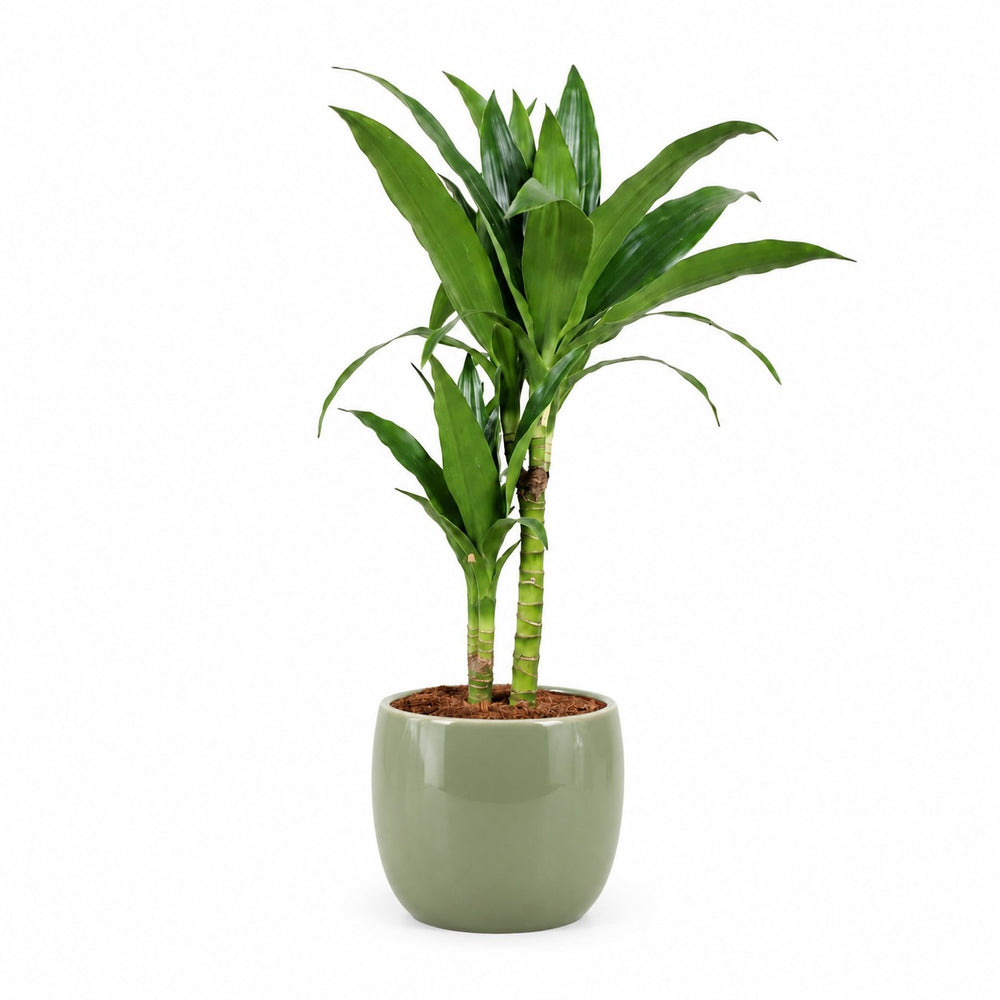 Dracaena Janet Craig - 60cm, Stylingbeispiel im Übertopf (Übertopf nicht enthalten)