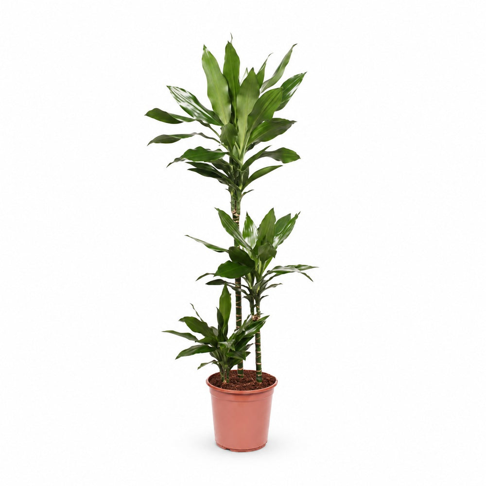 Dracaena Janet Lind (130cm, Ø24cm) im Kulturtopf