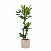 Dracaena Janet Lind (130cm, Ø24cm), Stylingbeispiel im Übertopf (Übertopf nicht enthalten)