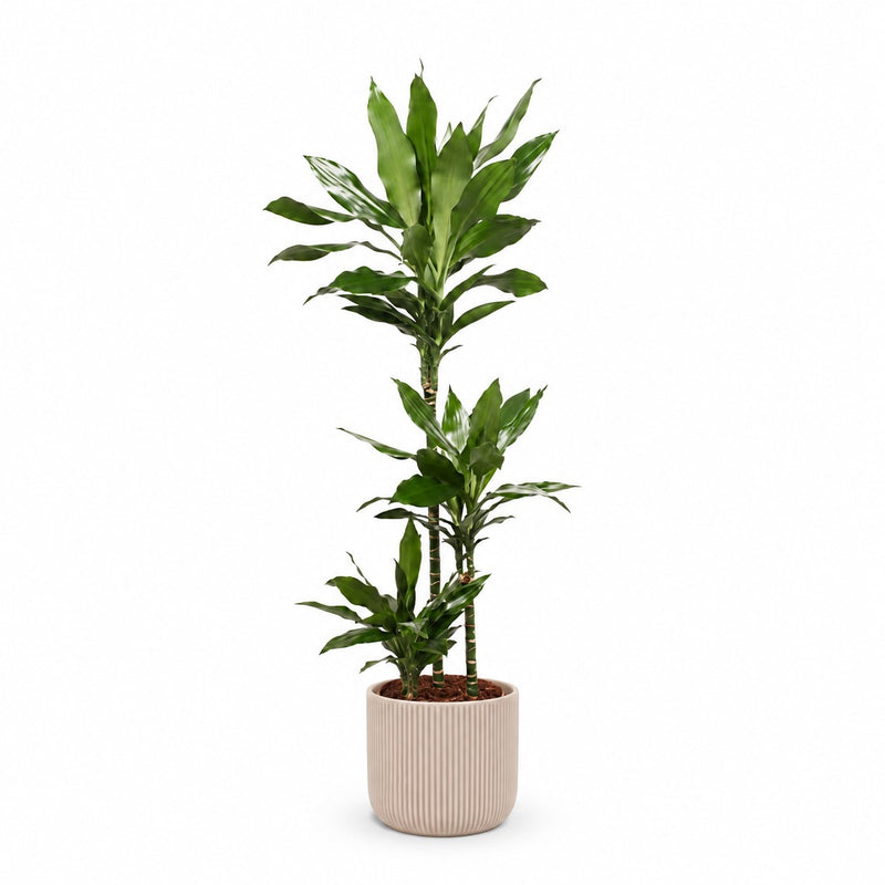 Dracaena Janet Lind Detail