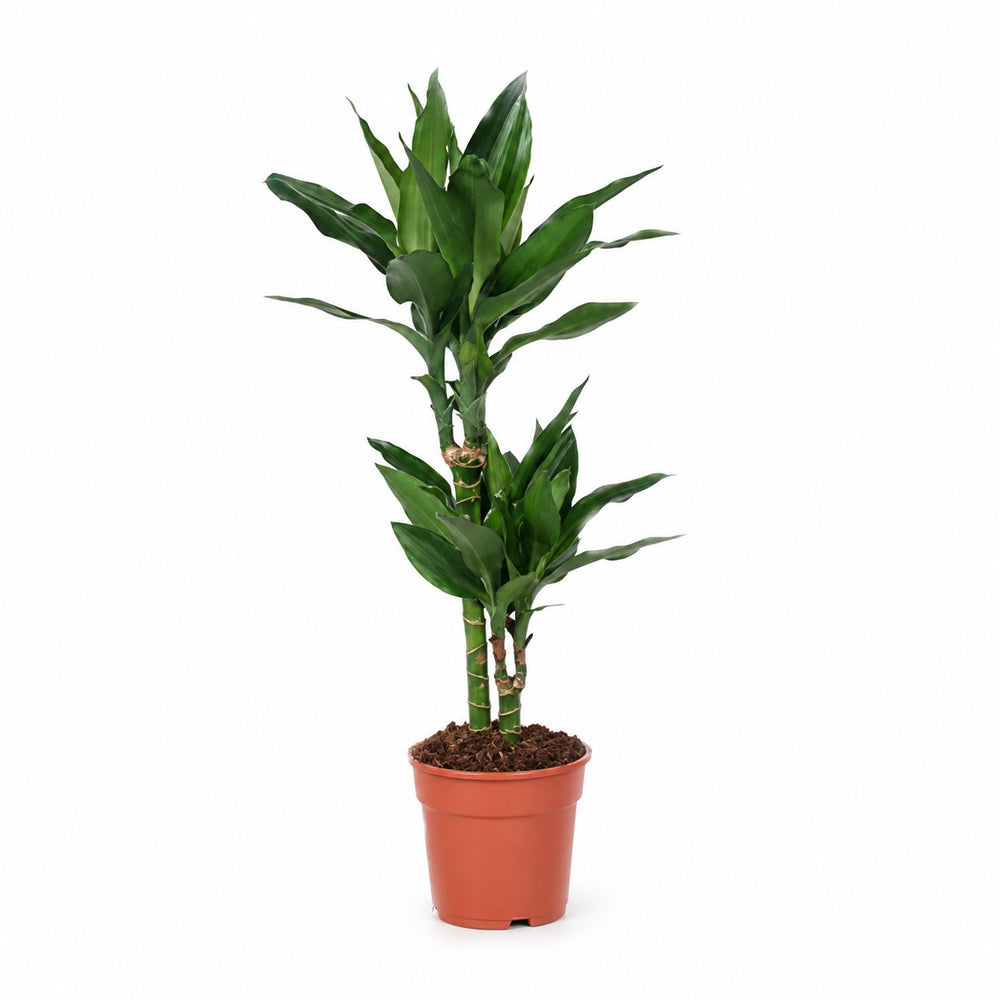 Dracaena Janet Lind (70cm, Ø17cm) im Kulturtopf